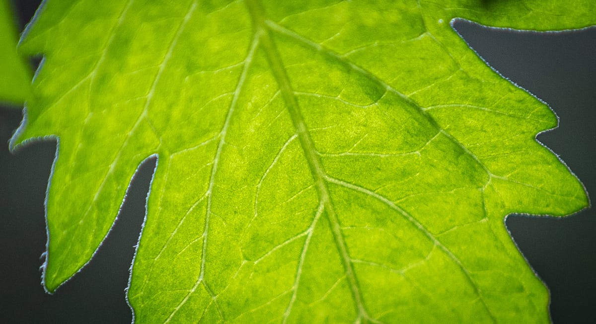 Tomaatintaimen lehden vihersoluja