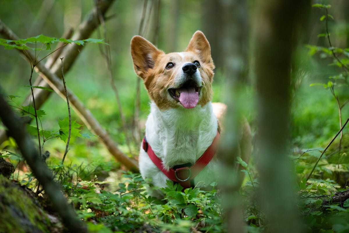Tessu keväisessä metsässä