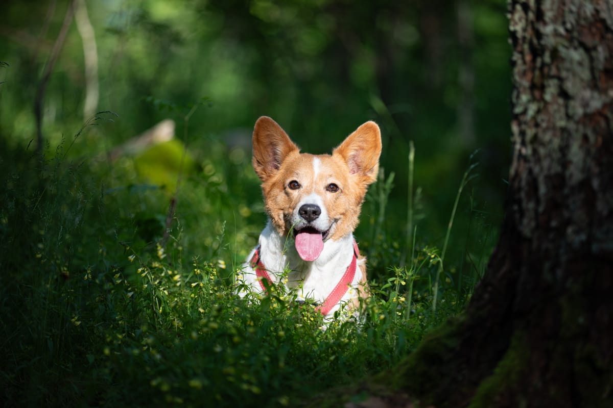 Tessu keväisessä metsässä