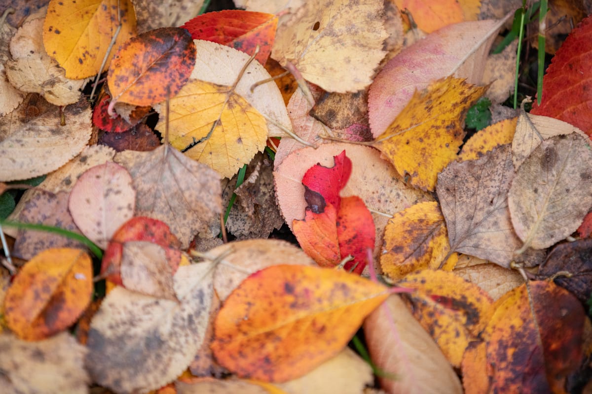Kauas lehdet karkaavat